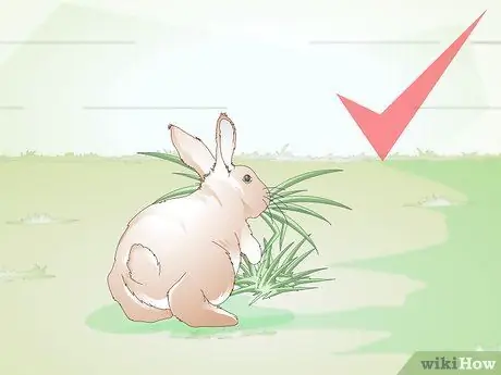 Уход за кроликами-инвалидами Шаг 3