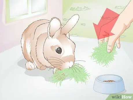 Уход за кроликами-инвалидами Шаг 9