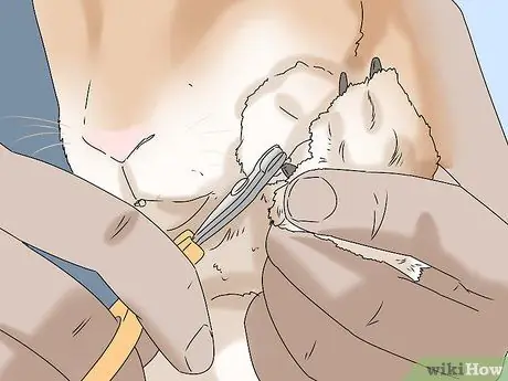 Держите кролика здоровым Шаг 10