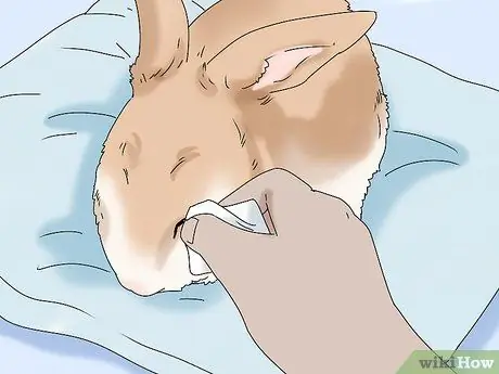 Держите кролика здоровым Шаг 11