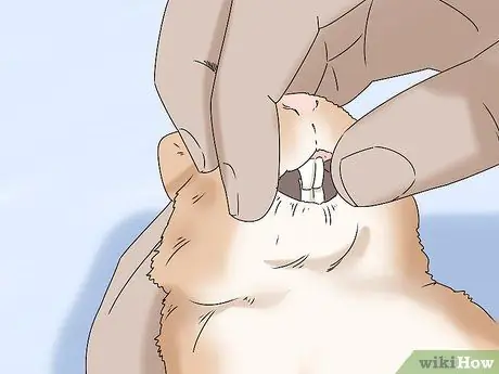 Держите кролика здоровым Шаг 12