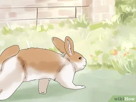Держите кролика здоровым Шаг 18