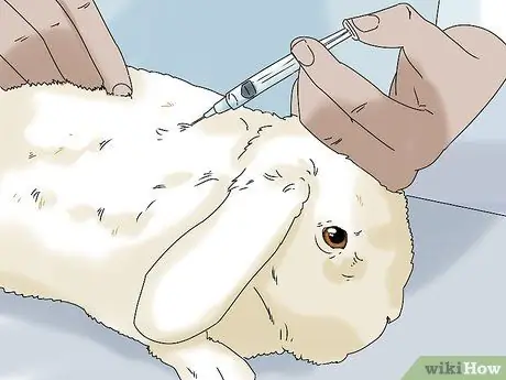 Держите кролика здоровым, шаг 2