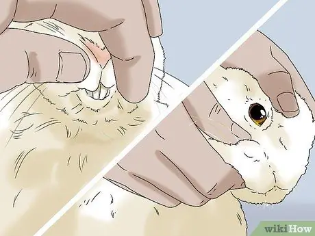 Держите кролика здоровым, шаг 3