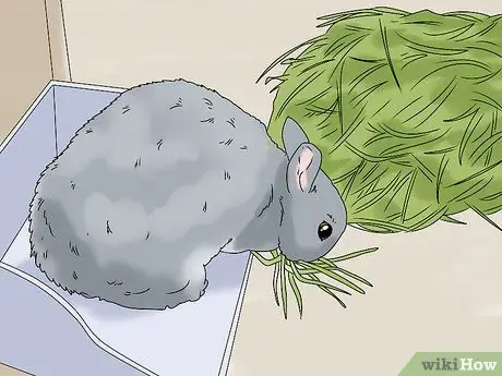Держите кролика здоровым, шаг 5