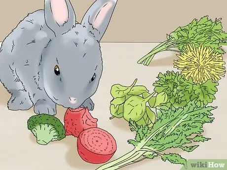 Держите кролика здоровым Шаг 6