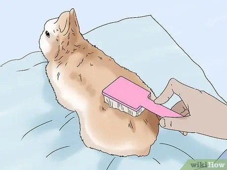 Держите кролика здоровым Шаг 9