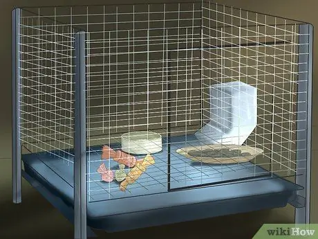 Приучите кролика к себе, шаг 1