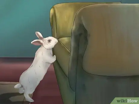 Приучите кролика к себе, шаг 11