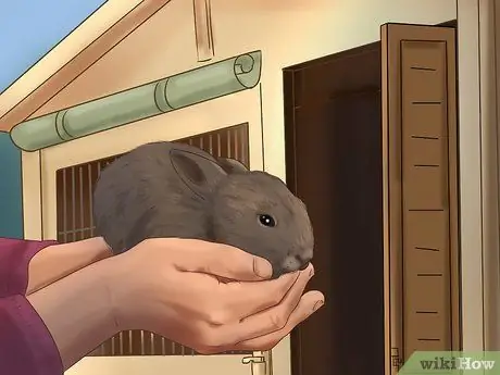 Приучите кролика к себе, шаг 4