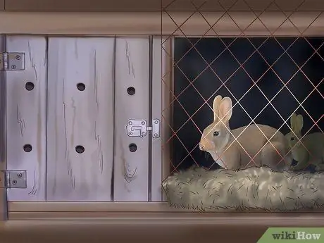 Приучите кролика к себе, шаг 5