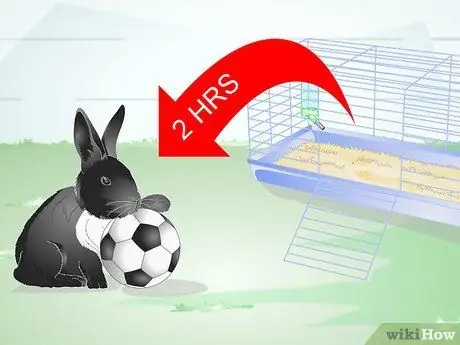 Держите кролика стройным Шаг 1