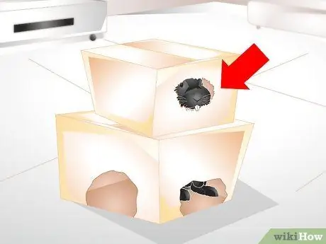 Держи кролика стройным Шаг 7