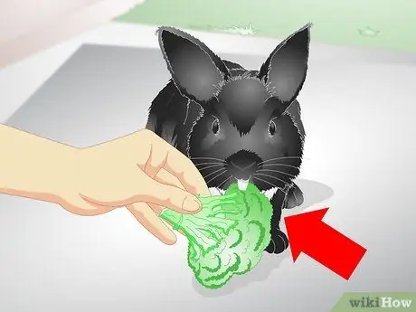 Держи кролика стройным Шаг 9