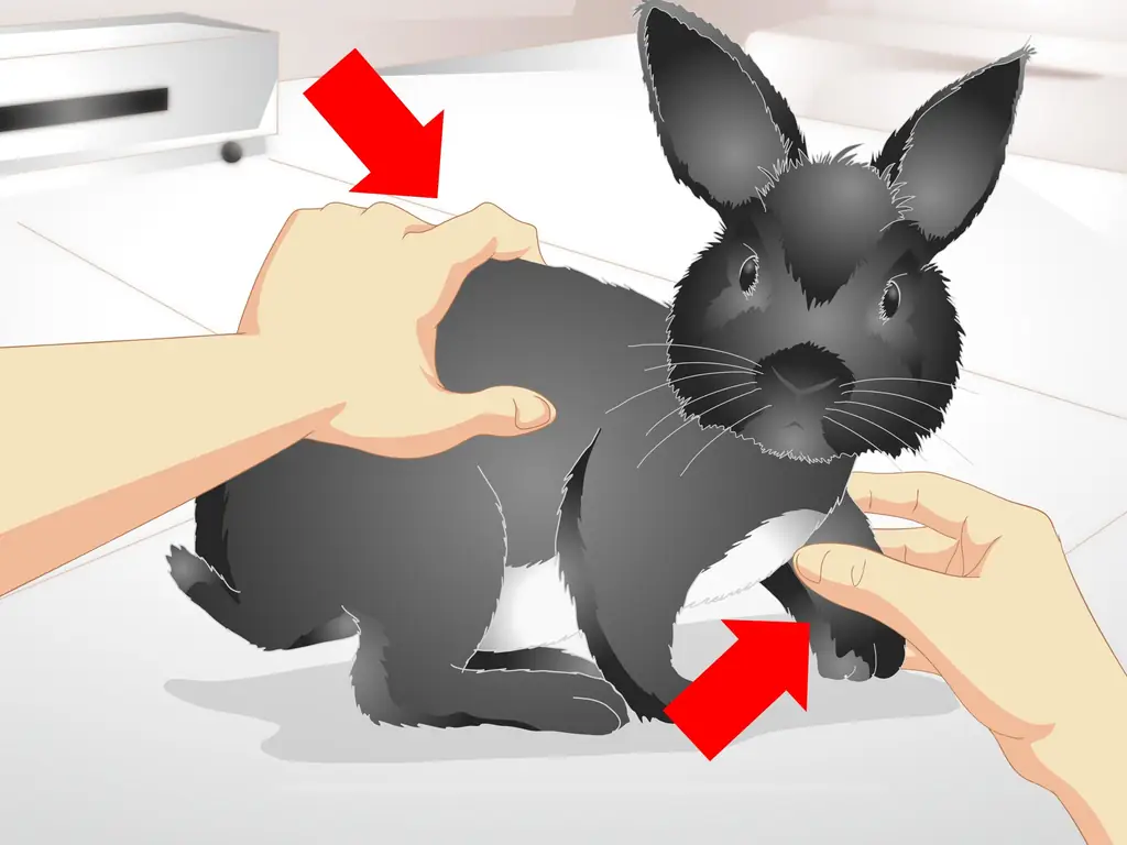 Как сохранить кролика стройным: 14 шагов (с иллюстрациями)