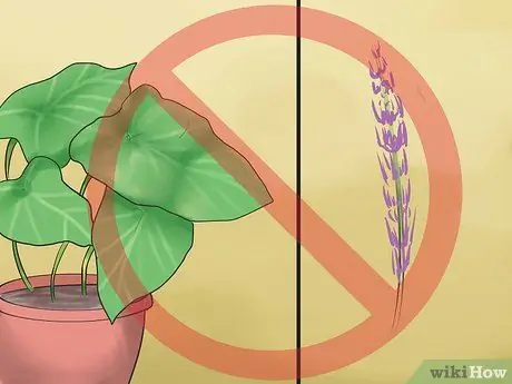 Предотвращение отравления домашних кроликов Шаг 3