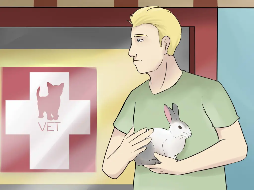 3 способа предотвратить отравление домашних кроликов