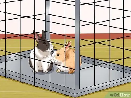 Социализируйте своего кролика Шаг 10