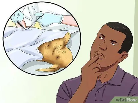 Социализируйте своего кролика Шаг 11