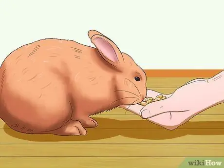 Социализируйте своего кролика, шаг 4