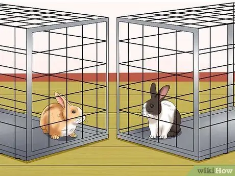 Социализируйте своего кролика Шаг 7