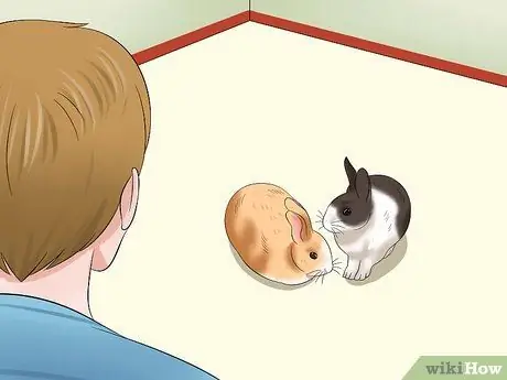 Социализируйте своего кролика Шаг 8