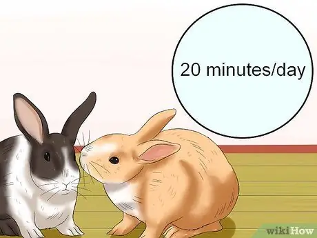 Социализируйте своего кролика Шаг 9