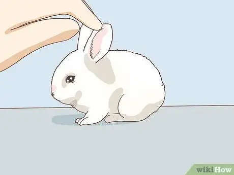 Подружитесь с застенчивым кроликом Шаг 10