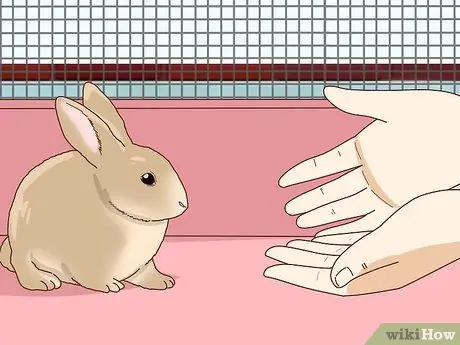 Подружитесь с застенчивым кроликом Шаг 11
