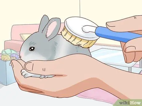 Подружитесь с застенчивым кроликом Шаг 12