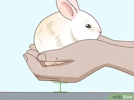 Подружитесь с застенчивым кроликом Шаг 13