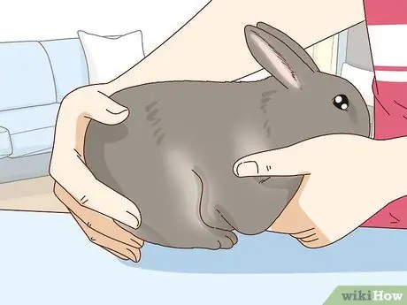 Подружитесь с застенчивым кроликом Шаг 14