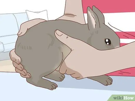 Подружитесь с застенчивым кроликом Шаг 15