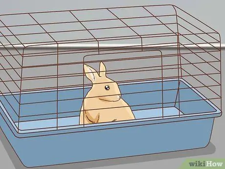 Подружитесь с застенчивым кроликом Шаг 5