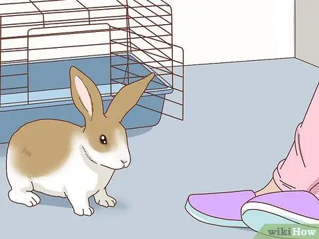 Подружитесь с застенчивым кроликом Шаг 7