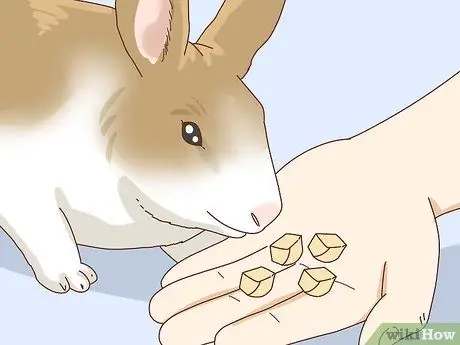 Подружитесь с застенчивым кроликом Шаг 8