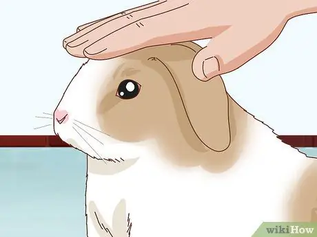 Подружитесь с застенчивым кроликом Шаг 9