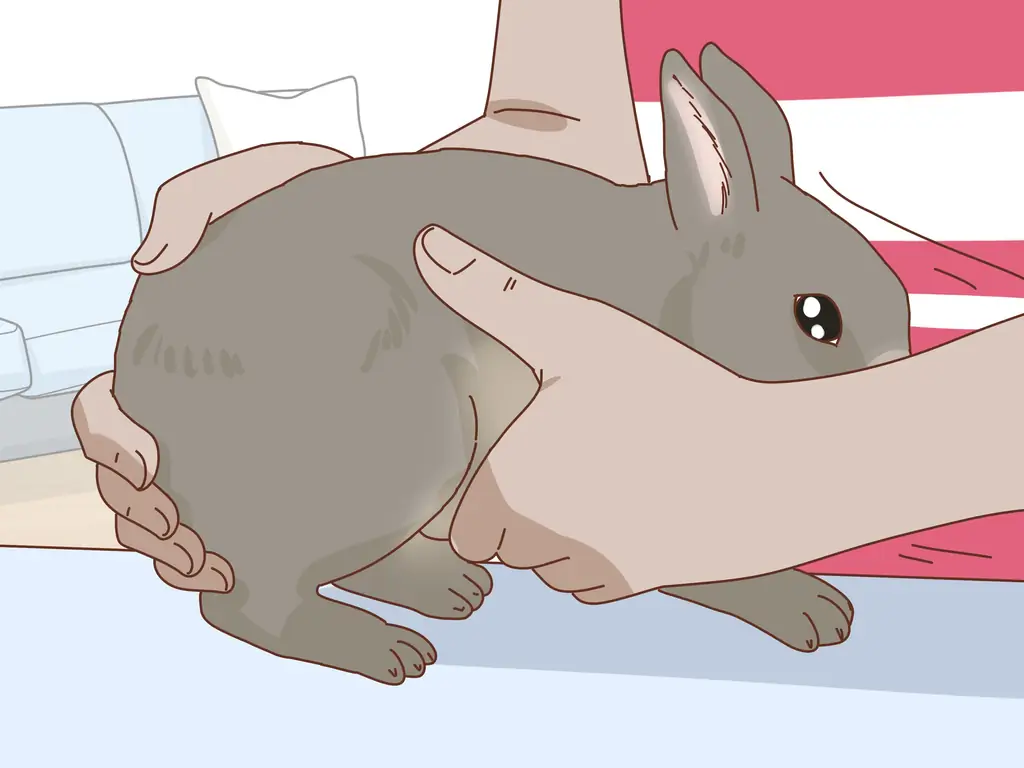 3 способа подружиться с застенчивым кроликом