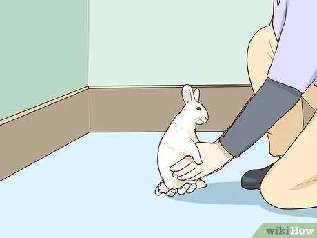 Защитите свой дом от кроликов Шаг 10