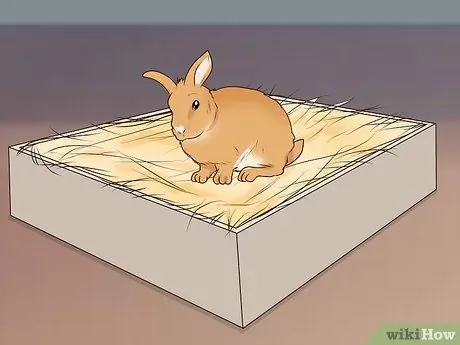 Защитите свой дом от кроликов Шаг 15