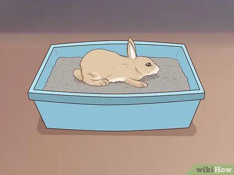 Защитите свой дом от кроликов Шаг 16