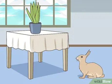 Защитите свой дом от кроликов Шаг 6