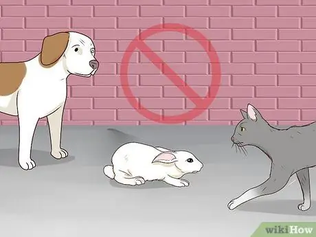 Защитите свой дом от кроликов Шаг 9