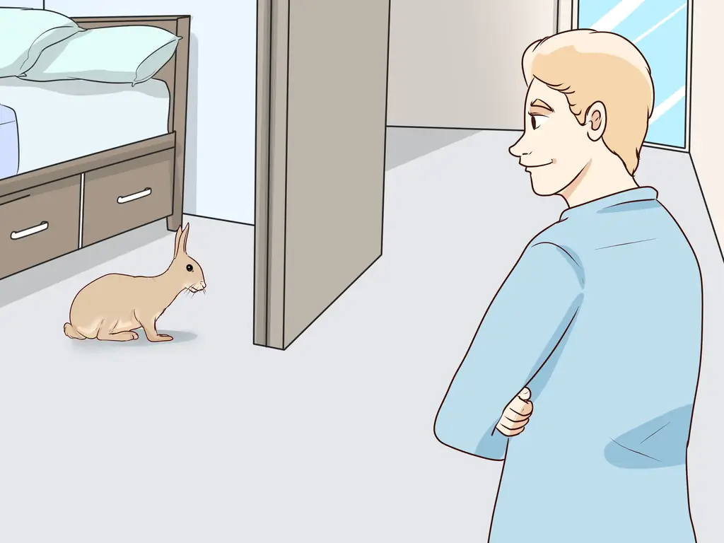 3 способа защитить ваш дом от кроликов