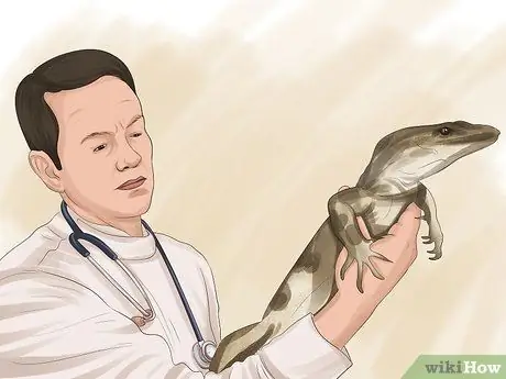 Лечить рептилий от дефицита витамина А Шаг 10