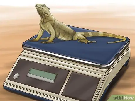 Лечить рептилий от дефицита витамина А Шаг 5