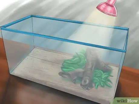 Лечить рептилий от дефицита витамина А Шаг 9