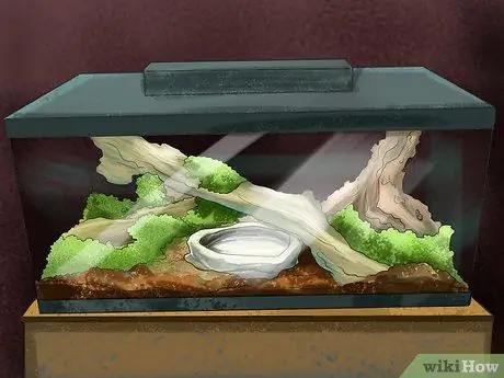 Позаботьтесь о пятилиновом сцинке Шаг 1