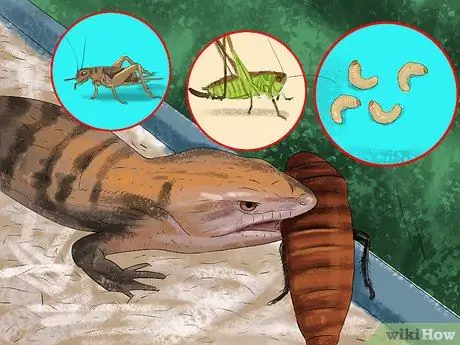 Позаботьтесь о пятилиновом сцинке Шаг 11