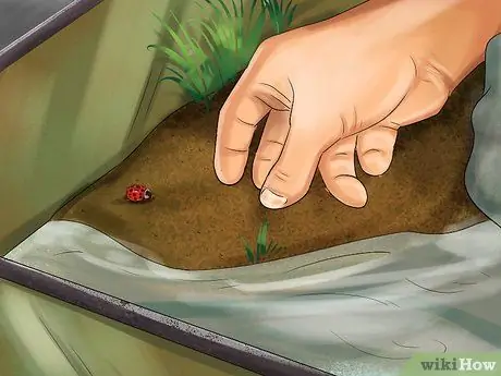 Позаботьтесь о пятилиновом сцинке Шаг 12